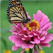 Studentessa universitaria diplomata al Liceo Classico